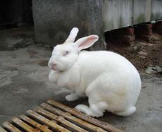 獭兔养殖 谁家獭兔种兔比价好肉兔长毛兔种