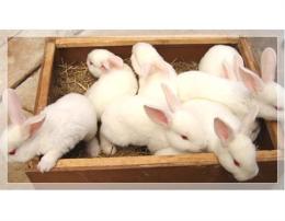 养兔育种 养兔指导 引种兔 獭兔长毛兔肉
