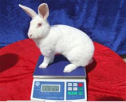 獭兔养殖技术 獭兔的的利润 獭兔的抗病能