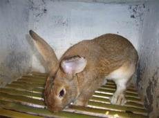 安哥拉长毛兔 比利时獭兔 养殖长毛兔利润