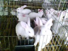 獭兔养殖技术 长毛兔养殖 獭兔的抗病能