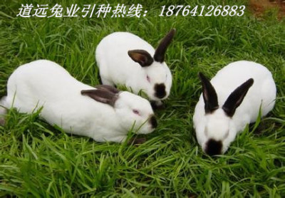 比利时獭兔 德系獭兔 美系獭兔安哥拉长毛