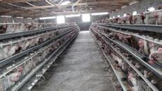 保温鸡舍厂是鸡的理想居室