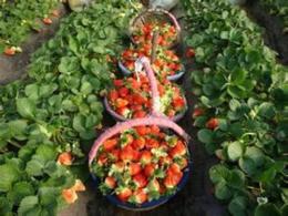 草莓苗种类 季风园艺场 优质草莓苗