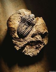 古生物化石鉴定交易上海雍宁