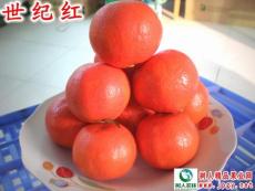 小果型晚熟柑橘世纪红柑橘种苗供应