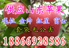 供应山东苹果价格红富士苹果批发价格