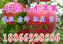 供應山東蘋果價格紅富士蘋果批發(fā)價格