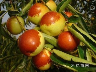 陕西大荔县冬枣