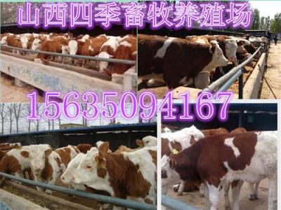 河北省肉牛养殖场
