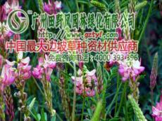 优质紫花苜蓿草种 牧草种子草籽批发