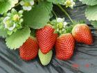 草莓苗 草莓苗基地 草莓苗價格