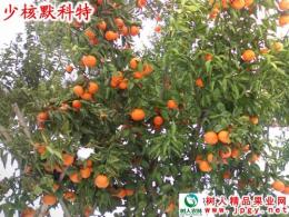 广西地区大力发展的晚熟品种默科特柑橘苗