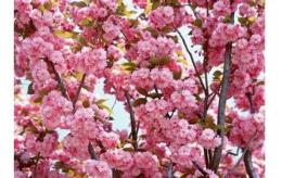 5公分樱花树 季风园艺场 樱花树管理