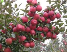 临沂烟富 1-6 苹果苗 矮化苹果苗