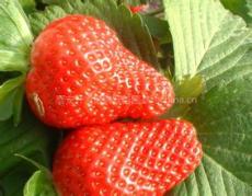 甜查理草莓苗 草莓苗價格