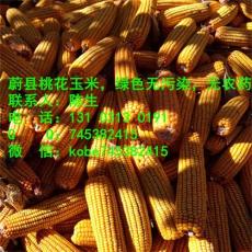 蔚县玉米好吗 玉米价格 玉米厂家