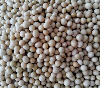 出售高蛋白质含量一级非转大豆