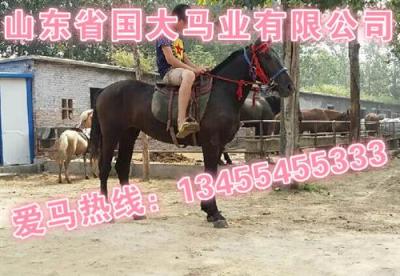 山东郓城县国大牧业养马场