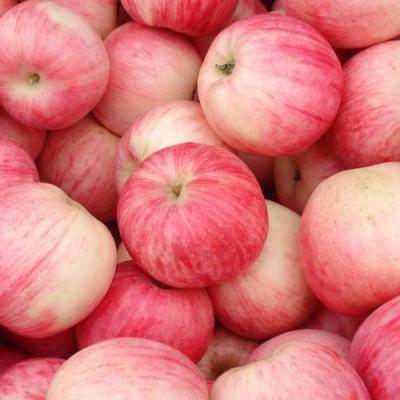 洛川紅富士蘋果直銷