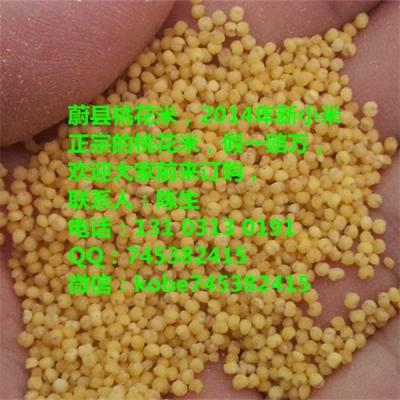 小米價格 桃花小米圖片 蔚縣桃花小米廠家