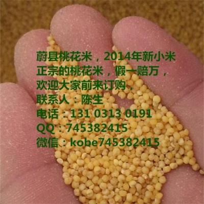 小米價格 桃花小米圖片 蔚縣桃花小米廠家